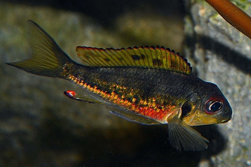 Callochromis melanostigma 'Burundi'